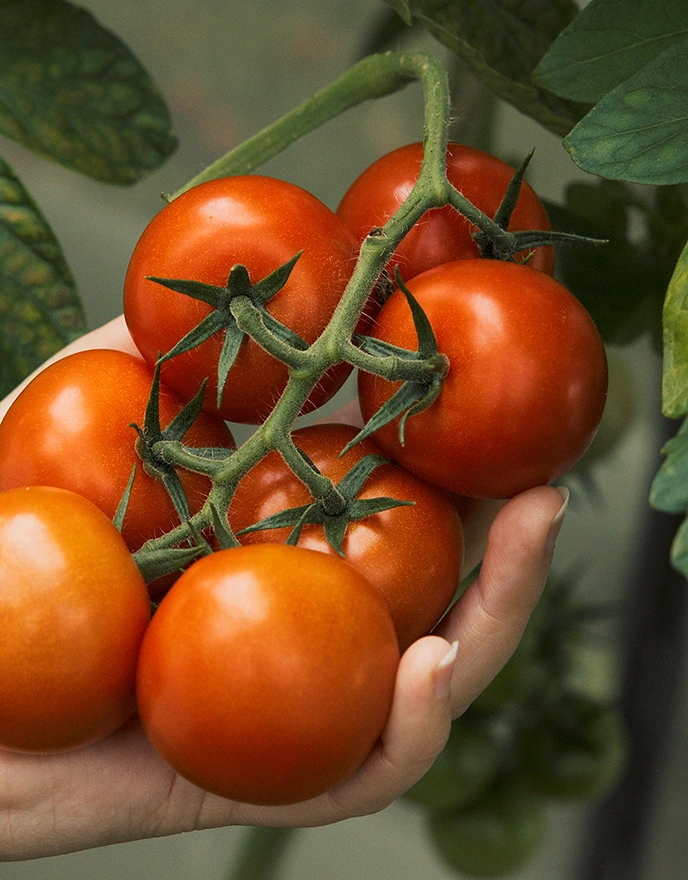 EDEKA_Reichert_Regional_Partner_Tomaten_Gemuese_Remstal Regionaler Partner von EDEKA Reichert – frische Tomaten und Gemüse aus dem Remstal