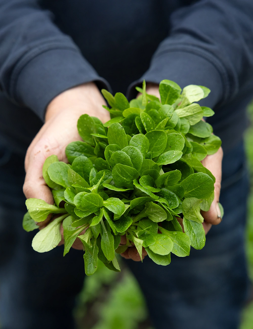 EDEKA_Reichert_Regionale_Partner_Erzeuger_Remstal Regionale Erzeuger und Partner von EDEKA Reichert aus dem Remstal