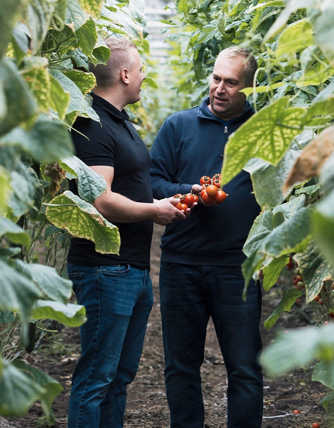 EDEKA_Reichert_Regionale_Partner_Gemuese_Salat_Bauer Regionaler Partner von EDEKA Reichert – Gärtnerei Bauer mit frischem Gemüse und Salat