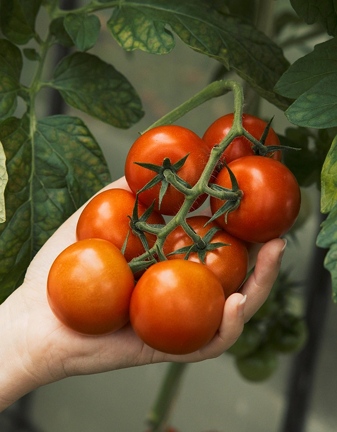 Frische Tomaten aus der Region im EDEKA Reichert Markt in Weinstadt